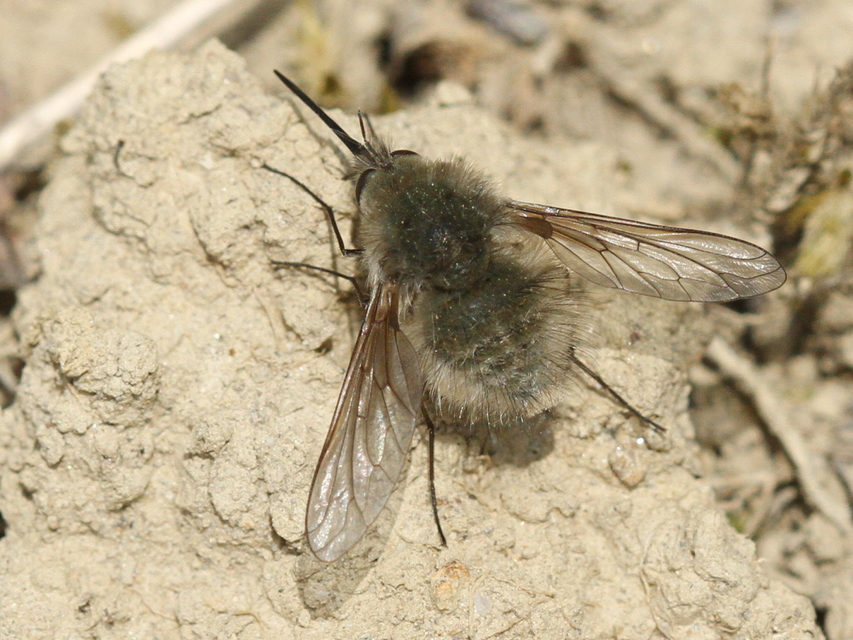 Bombylius cinerascens