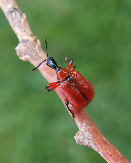 Apoderus coryli - mogyoró-levélsodró