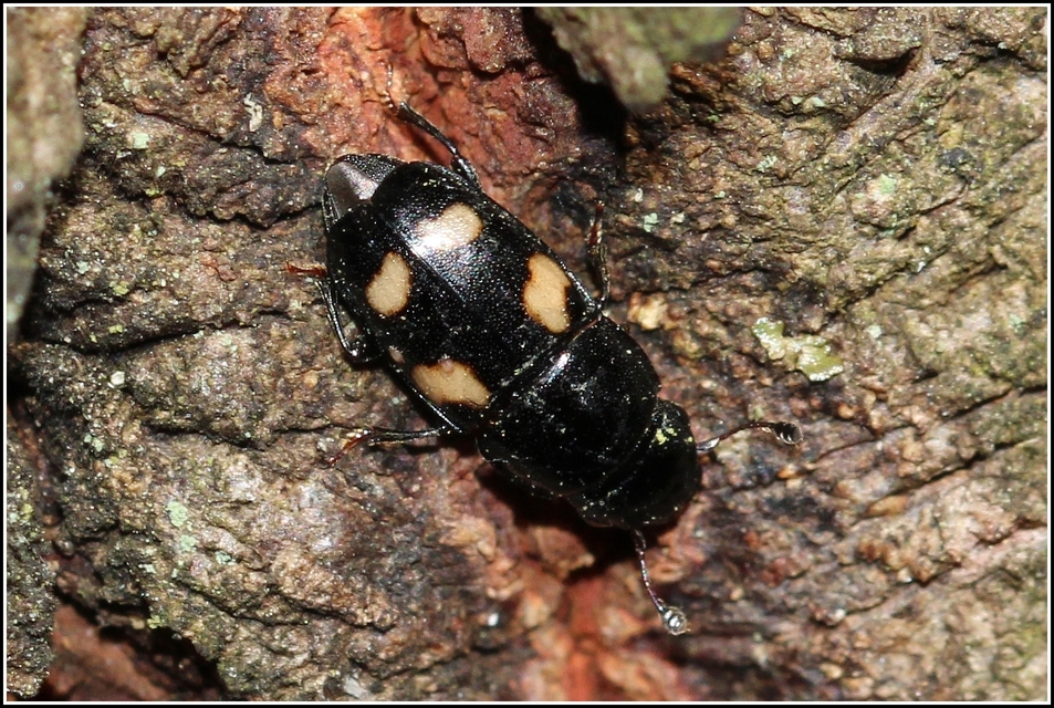 Glischrochilus quadrisignatus - amerikai fénybogár Glischrochilus quadrisignatus - amerikai fénybogár