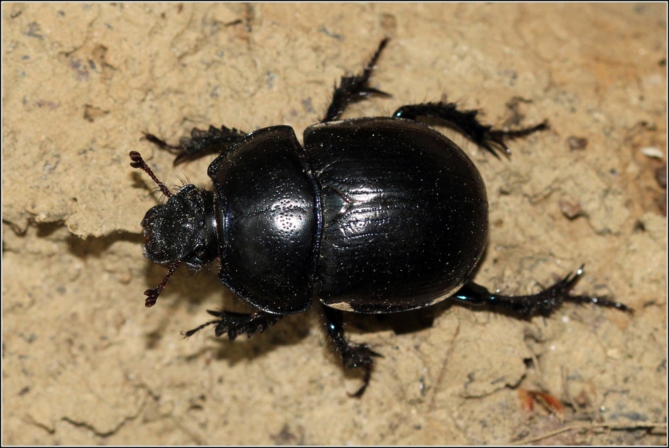 Anoplotrupes stercorosus - erdei álganéjtúró