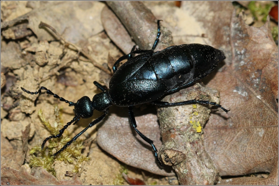 Meloe violaceus - kék nünüke