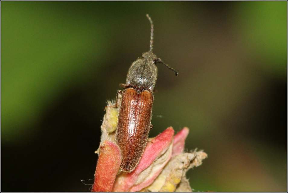 Athous haemorrhoidalis - szurkos pattanó Athous haemorrhoidalis - szurkos pattanó
