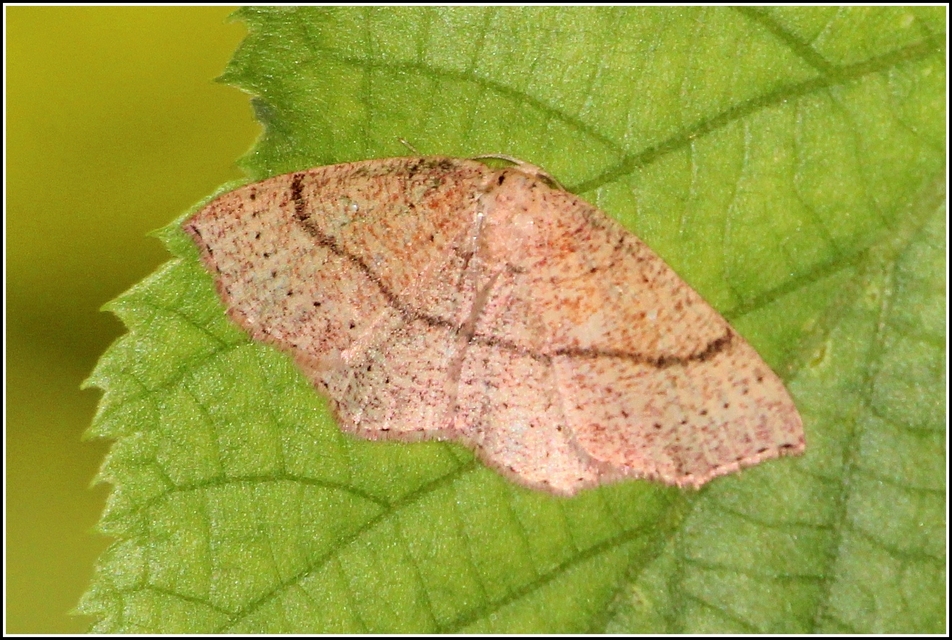 Cyclophora ruficiliaria - vörösrojtú pettyesaraszoló
