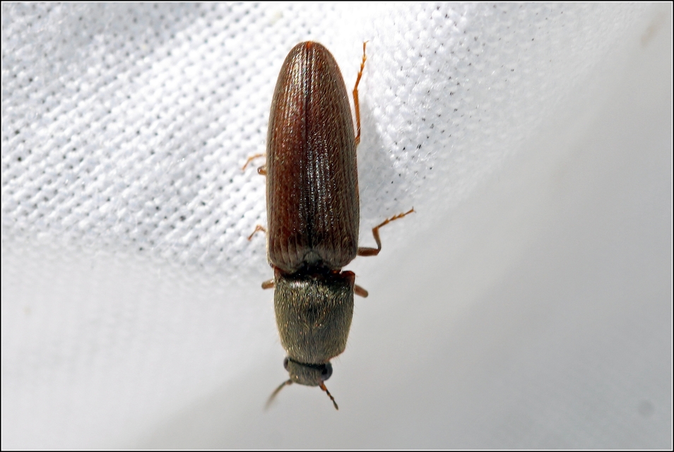 Athous haemorrhoidalis - szurkos pattanó Athous haemorrhoidalis - szurkos pattanó