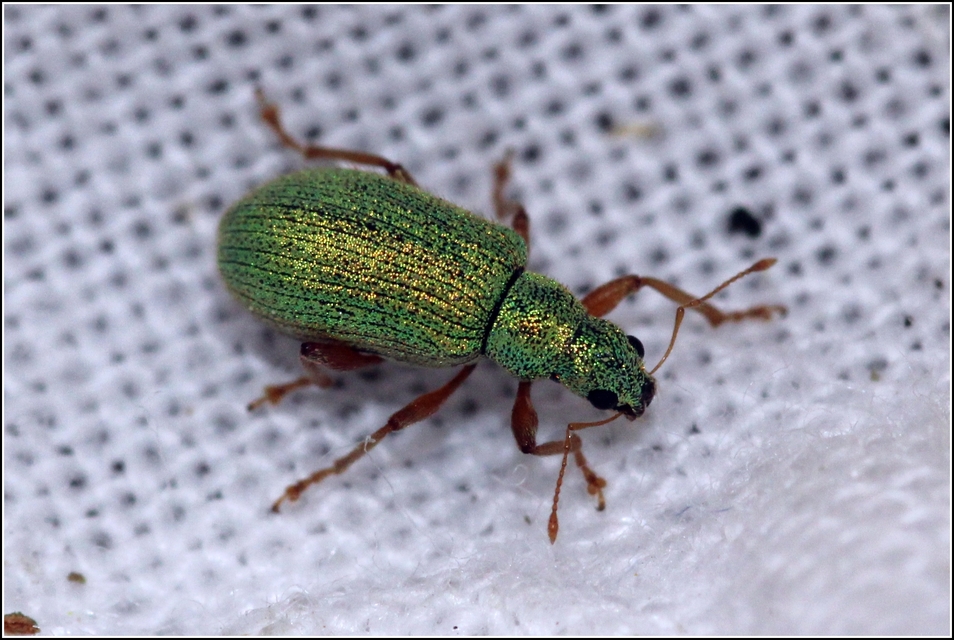 Polydrusus