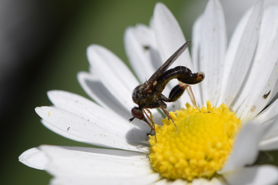 Empis femorata