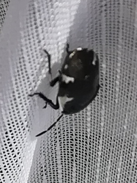 Tritomegas sexmaculatus - hatfoltos földipoloska