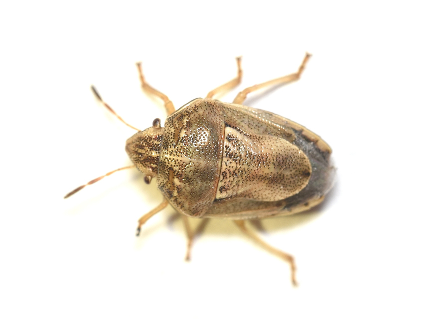 Neottiglossa leporina - sárgahasú címerespoloska Neottiglossa leporina - sárgahasú címerespoloska