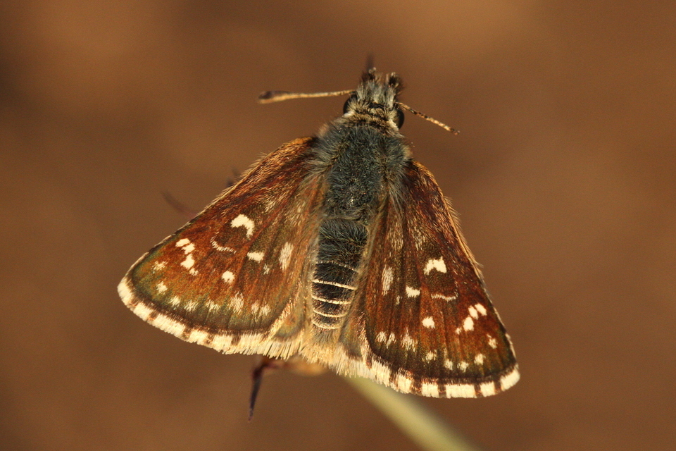 Spialia orbifer - törpe busalepke