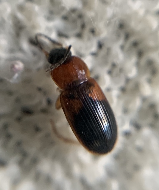 Stenolophus teutonus - nagyfoltos turzásfutó