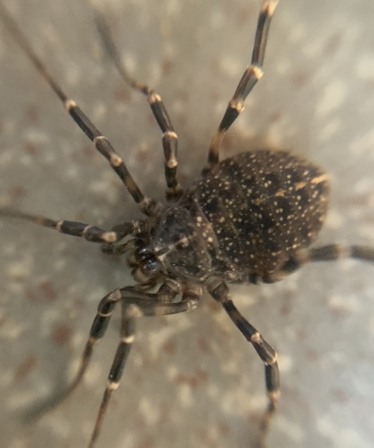 Egaenus convexus