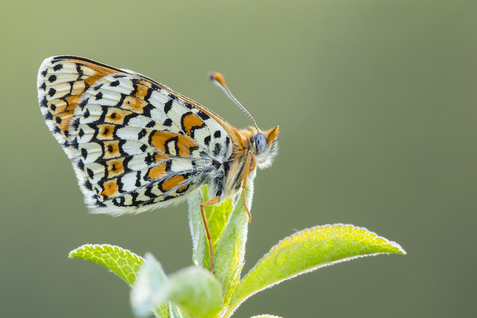 Melitaea cinxia - réti tarkalepke