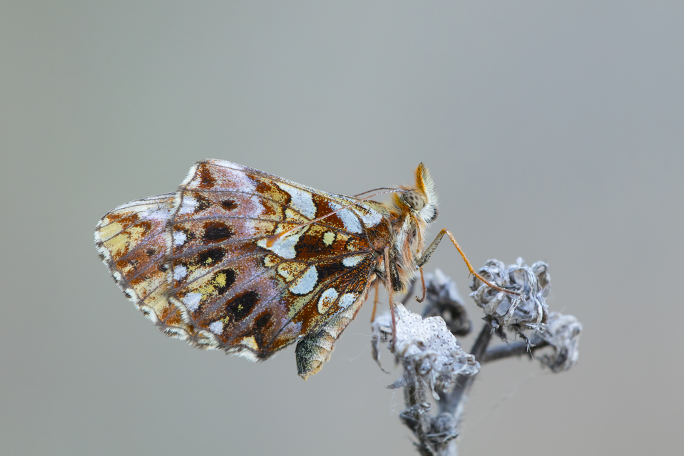 Boloria dia - kis gyöngyházlepke