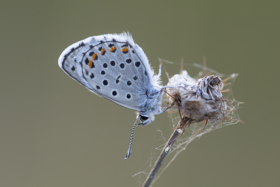 Pseudophilotes schiffermuelleri - apró boglárka