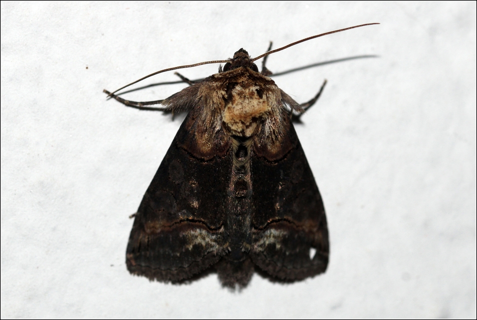 Abrostola triplasia - közönséges csalánbagoly