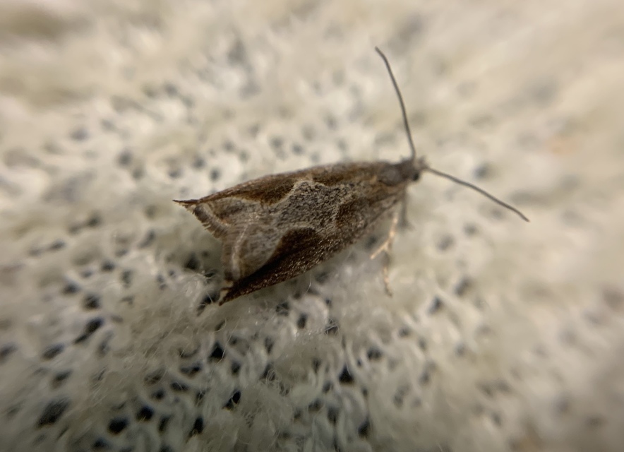 Ancylis diminutana - apró horgasmoly