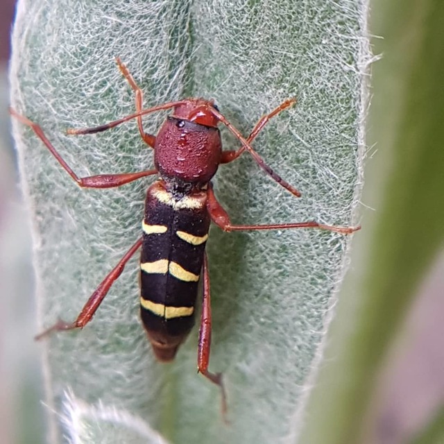 Neoclytus acuminatus - amerikai darázscincér