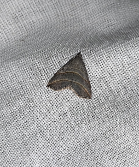 Colobochyla salicalis - háromsávos törpebagoly