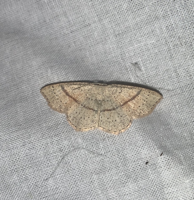 Cyclophora punctaria - sávos pettyesaraszoló