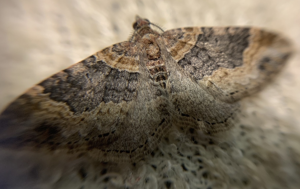 Xanthorhoe ferrugata - kerti tarkaaraszoló