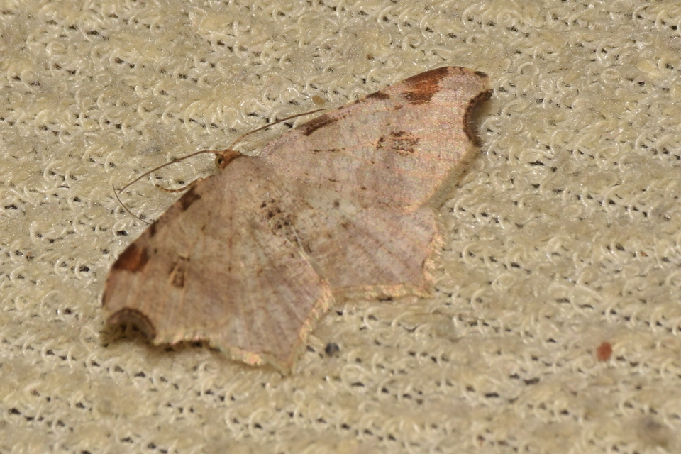 Macaria alternata - közönséges szürkearaszoló