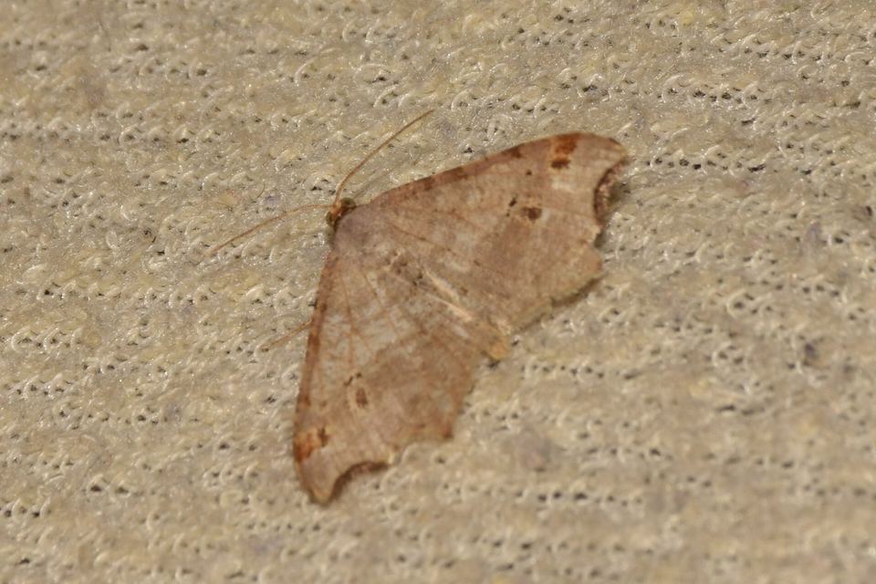 Macaria alternata - közönséges szürkearaszoló