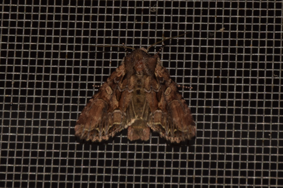 Lacanobia thalassina - borbolya-kertibagoly