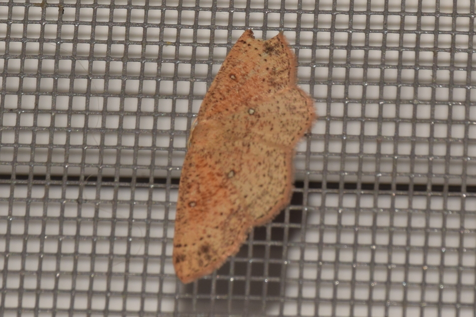 Cyclophora porata - körös pettyesaraszoló