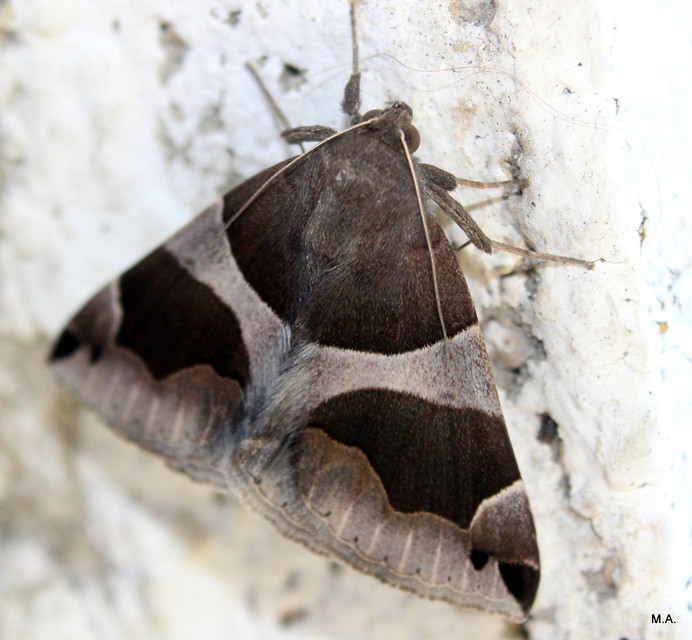 Dysgonia algira - déli porcelánbagoly