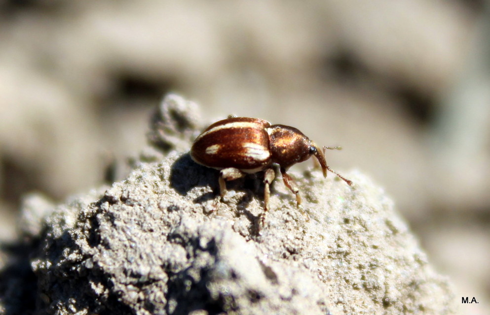 Tychius quinquepunctatus - borsó-tímárormányos