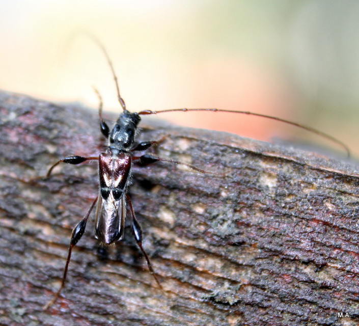 Molorchus minor - kis légycincér