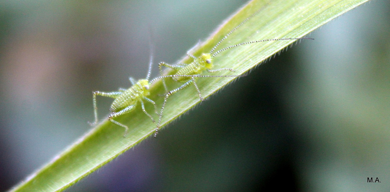 Leptophyes