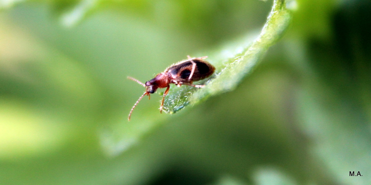 Notoxus monoceros - sárgahasú nyakszarvúbogár