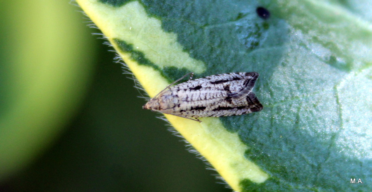 Epinotia granitana - lucfenyőkéreg-tükrösmoly