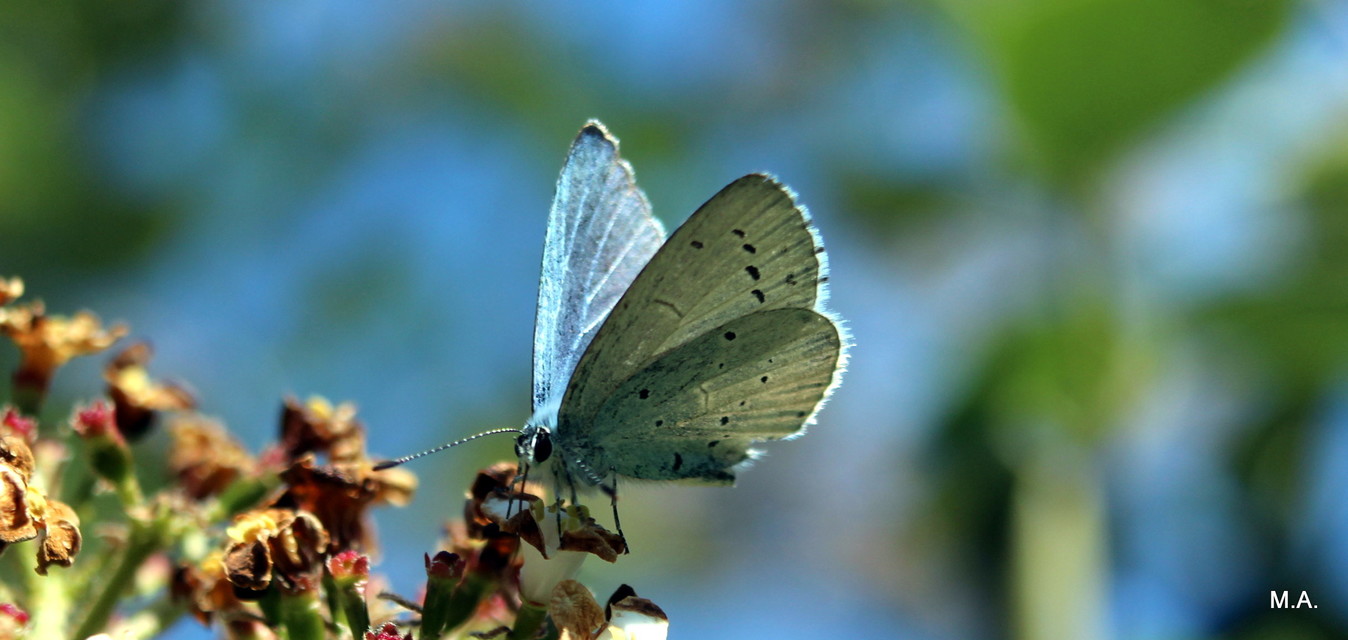 Celastrina argiolus - bengeboglárka