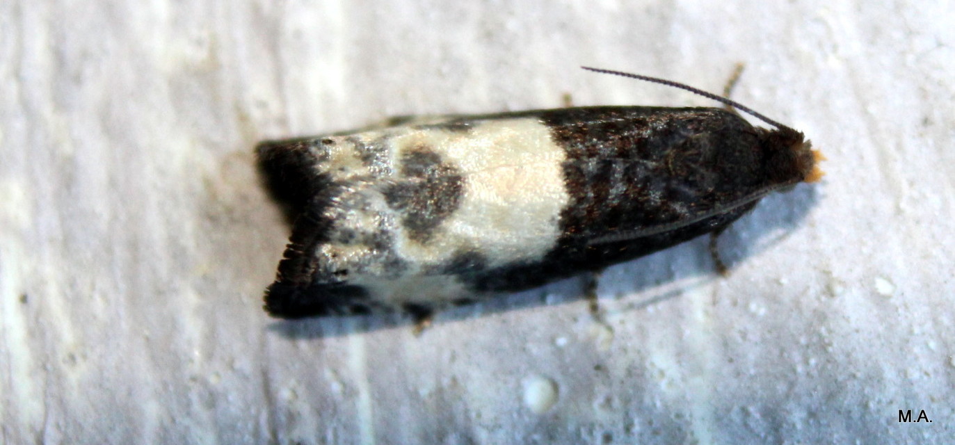 Notocelia cynosbatella - rózsahajtás-tükrösmoly