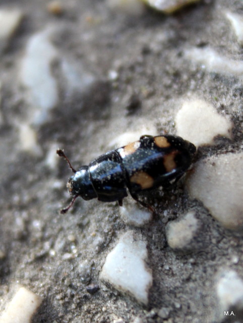 Glischrochilus quadrisignatus - amerikai fénybogár Glischrochilus quadrisignatus - amerikai fénybogár
