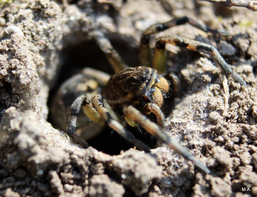 Geolycosa vultuosa - pokoli cselőpók