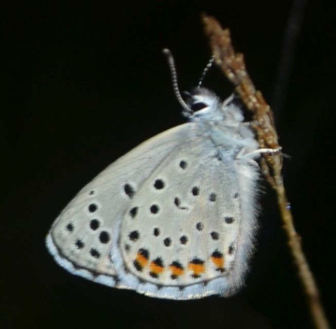 Pseudophilotes schiffermuelleri - apró boglárka