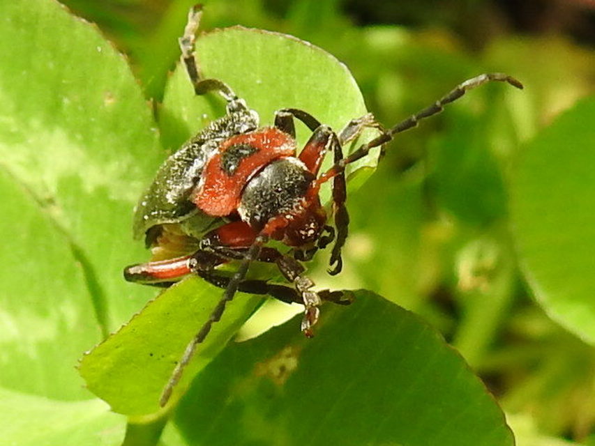 Cantharis rustica - suszterbogár