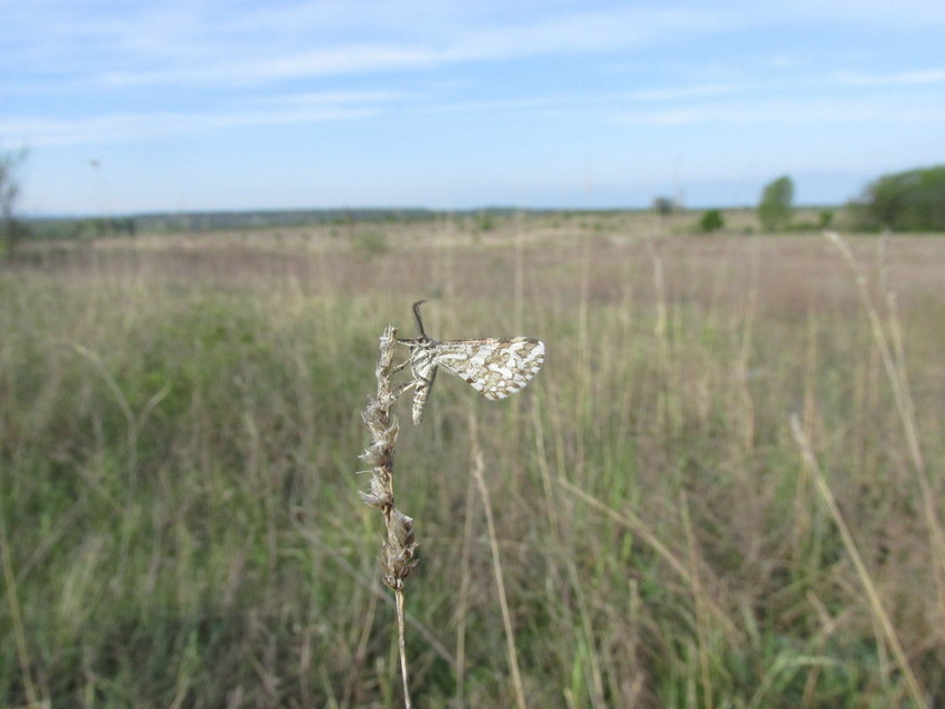 Narraga fasciolaria/tessularia