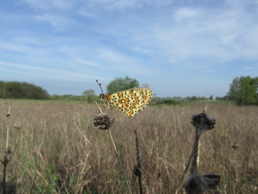 Melitaea trivia - kis tarkalepke