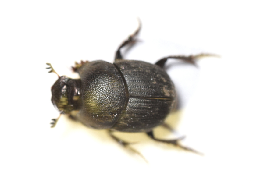 Onthophagus ovatus - apró trágyatúró