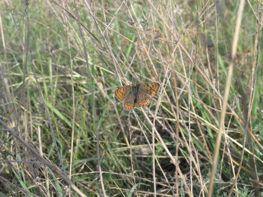 Lycaena tityrus - barna tűzlepke Lycaena tityrus - barna tűzlepke