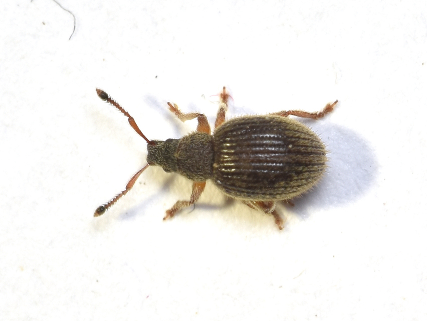 Brachysomus setiger - vastagcsápú gyepormányos Brachysomus setiger - vastagcsápú gyepormányos