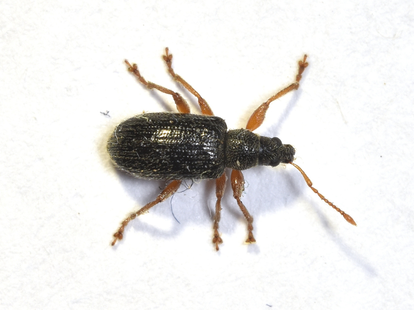 Phyllobius oblongus - közönséges levélormányos
