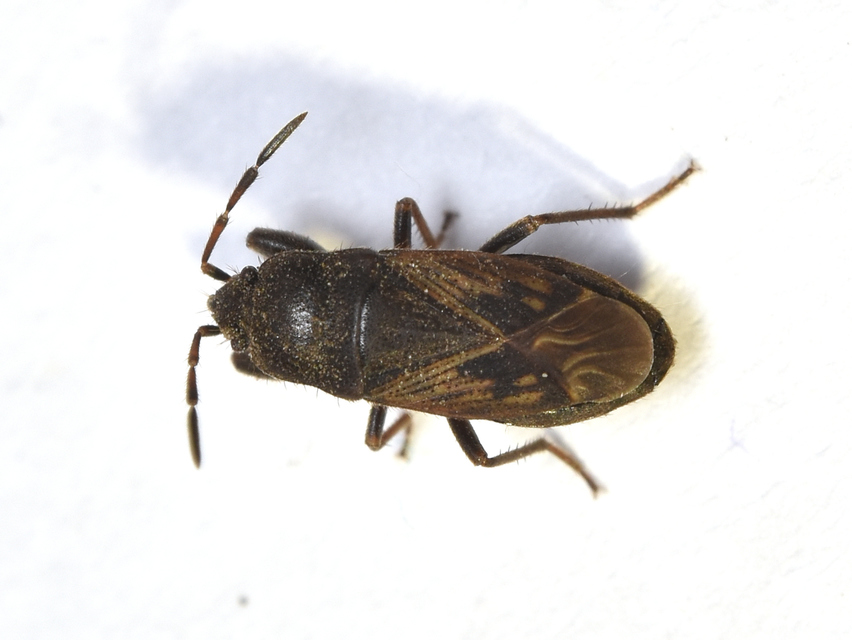 Megalonotus chiragra - bundás bodobács