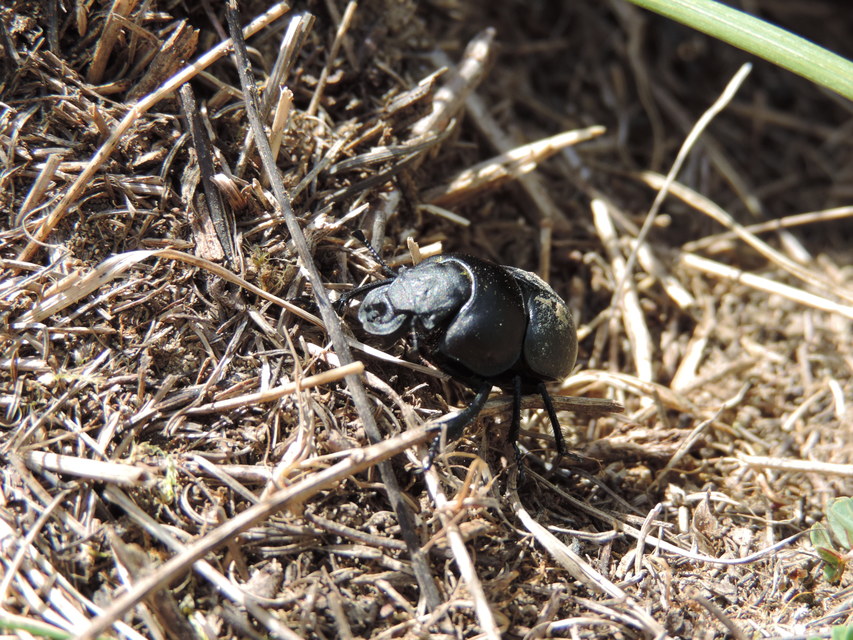 Lethrus apterus - nagyfejű csajkó