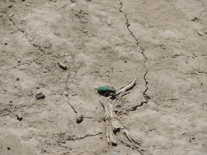 Cicindela campestris - mezei homokfutrinka