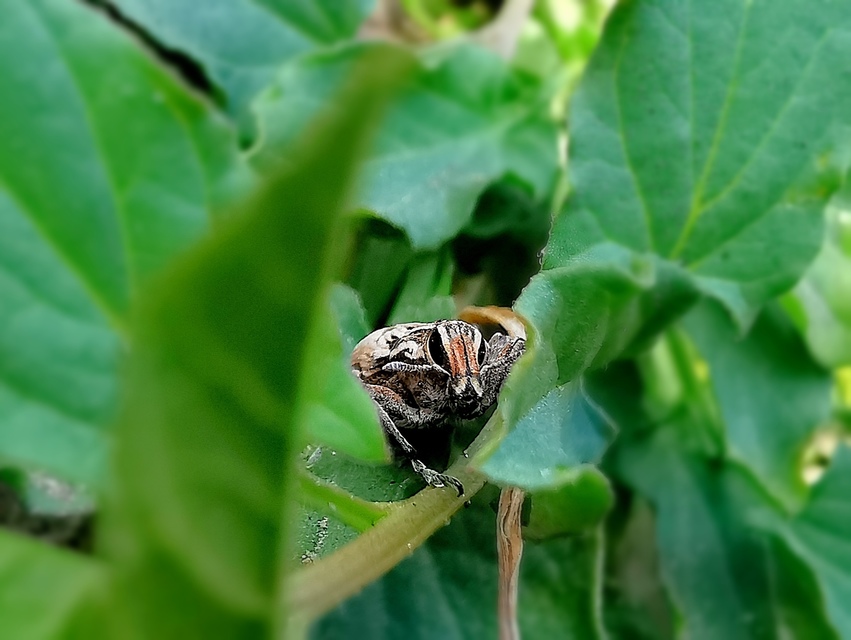 Coniocleonus nigrosuturatus - nyíljegyes barkó